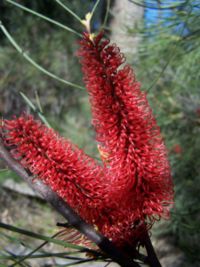 H. bucculenta, Kings Park