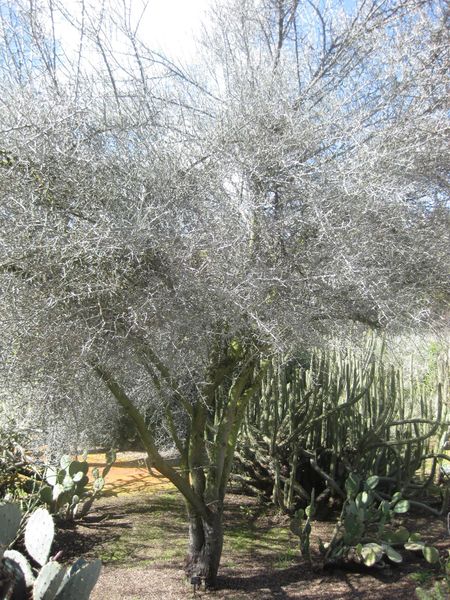 File:IMG 2325 hunt0903.jpg