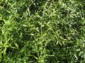 Jasminum suavissimum