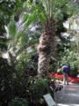 Date palm at Kew Gardens, London