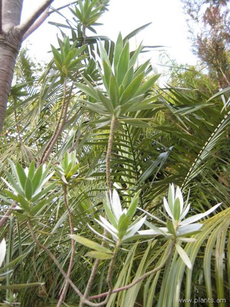 File:Leucadendron argenteum-IMG 7618 sfbg0308.jpg