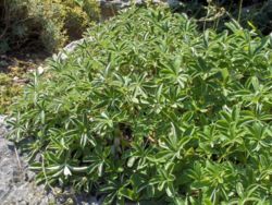 Alchemilla-leaved cinquefoil (Potentilla alchemilloides)