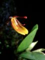 Restrepia aspasicensium