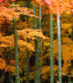 Japanese Maple trees and bamboo in Japan