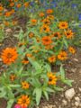 Profusion Orage, a cultivar of the Profusion series