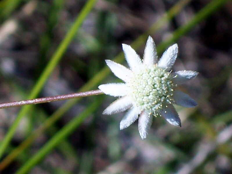 File:1023px-Bairne Track White Fliower.jpg