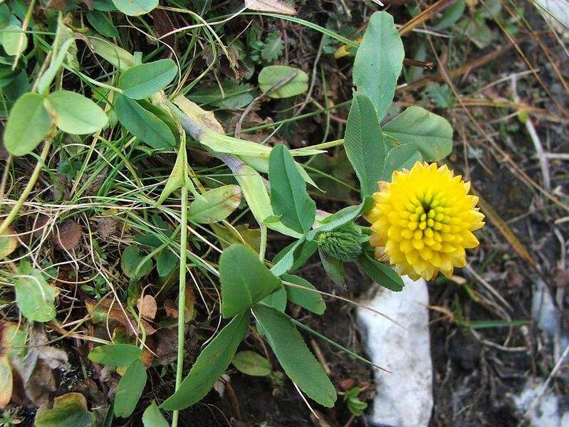 File:1023px-Trifolium badium a1.jpg