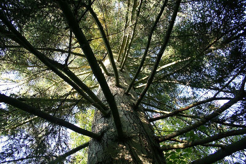 File:1024px-Abies procera JPG1a.jpg