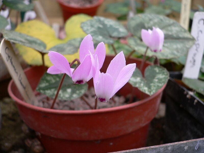 File:1024px-Cyclamen libanoticum Eliot Hogkin01.jpg