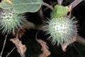 Thumbnail for version as of 09:14, 29 April 2025