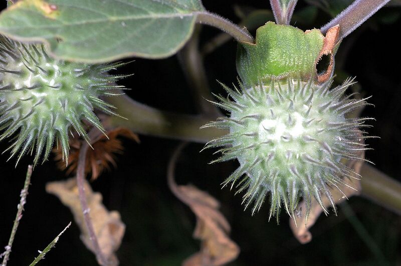 File:1024px-Datura wrightii seed pods.jpg