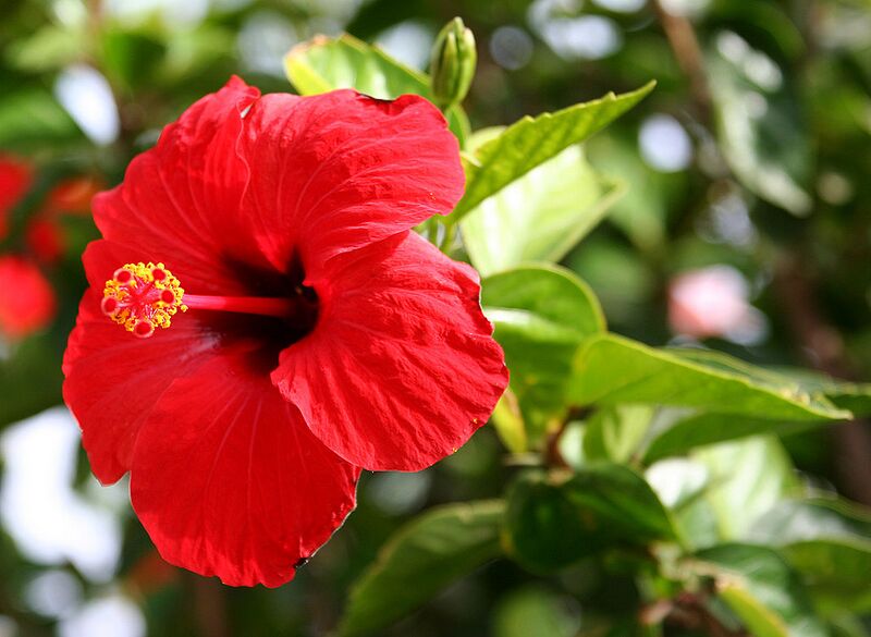 File:1024px-Hibiscus Brilliant.jpg