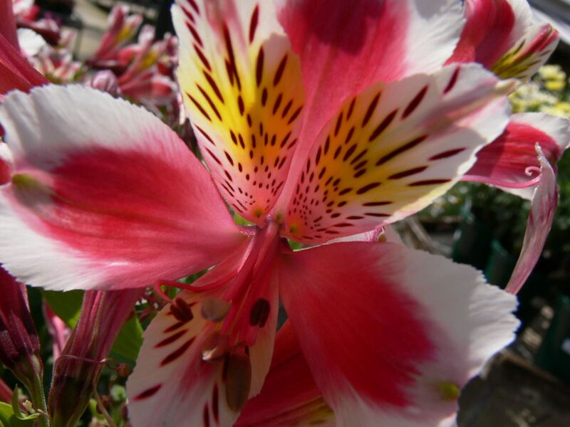 File:1024px-P1000450-1008.jpg