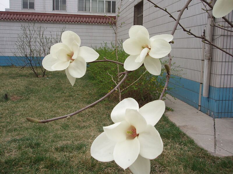 File:1024px-P4050021.jpg