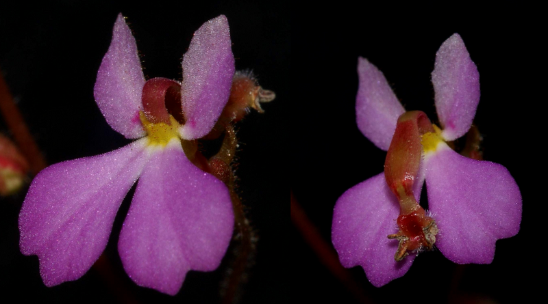 File:1024px-Stylidium turbinatum column movement.png