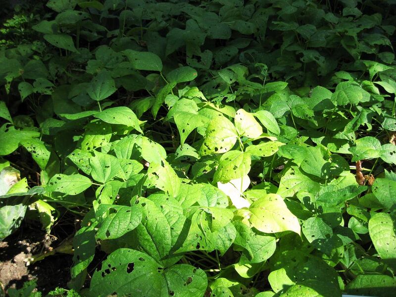 File:1280px-IMG 0406 nybg09.jpg