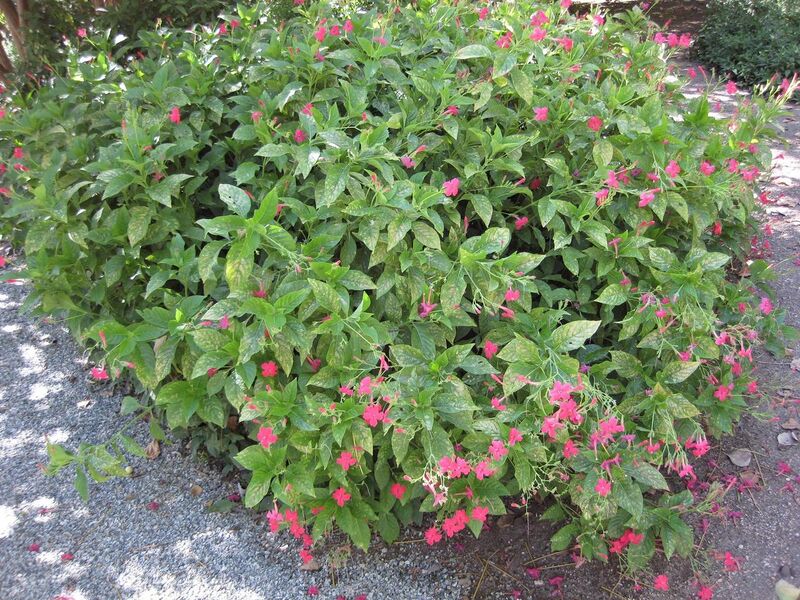 File:1280px-IMG 1923 hunt09oct.jpg