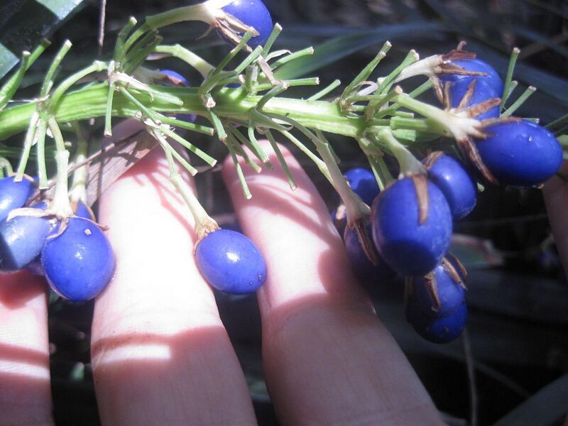 File:1280px-IMG 2046 hunt0903.jpg