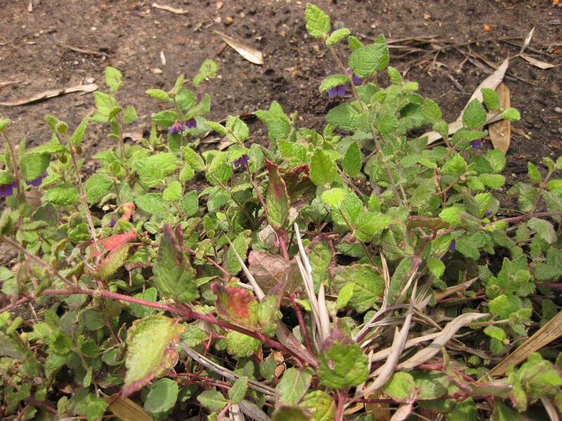 File:1280px-IMG 7261 hunt09jun.jpg