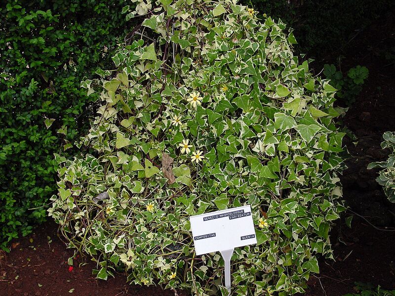 File:1280px-Senecio macroglossus A.jpg