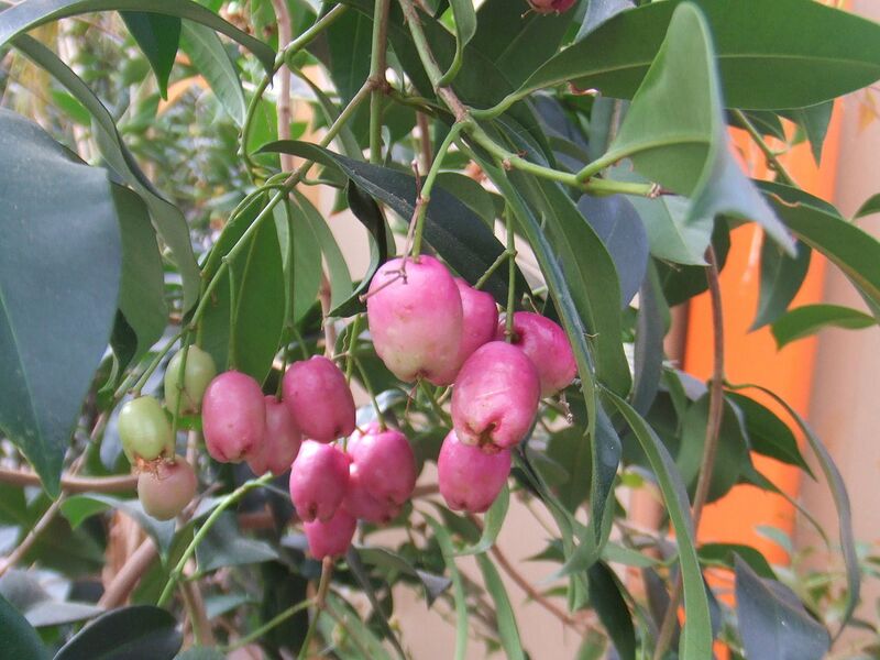 File:1280px-Syzygium oleosum7.jpg