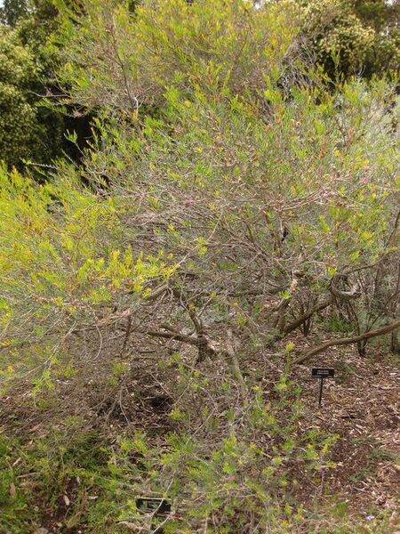 File:576px-IMG 7188 hunt09jun.jpg