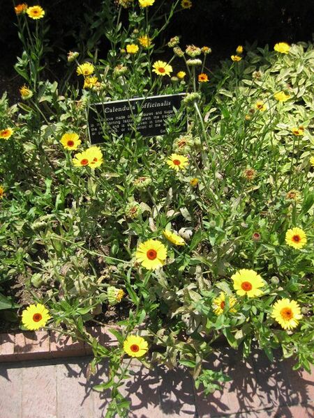 File:576px-IMG 7632 hunt09jun.jpg