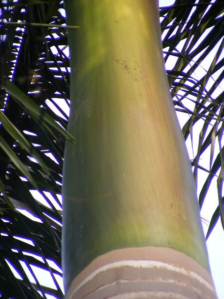 File:768px-Royal Palm Leaf Sheath.jpg