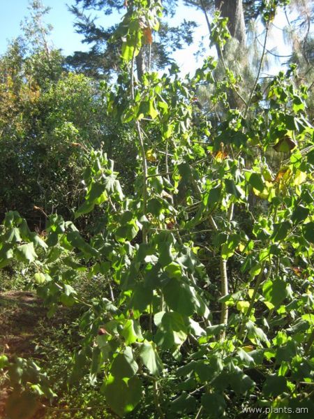 File:Abutilon tridens-IMG 7906 sfbg0308.jpg