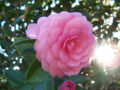 Rosette
