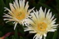 White blossomed ice plants.