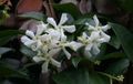 Trachelospermum jasminoides