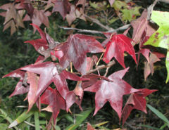 American Sweetgum leaves with November fall color in South Carolina