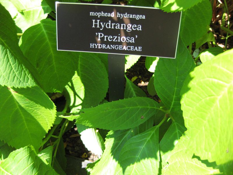 File:IMG 0052 nybg09.jpg