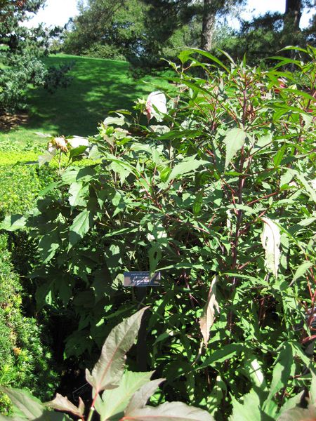File:IMG 0083 nybg09.jpg