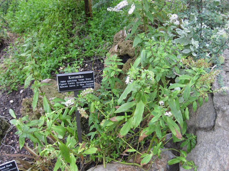 File:IMG 1241 bbg09.jpg