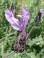Flower of cultivated lavender; Lavandula stoechas or Spanish lavender