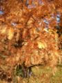 at Fall