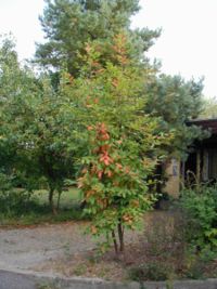 Young tree