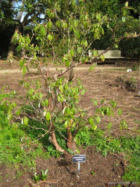 File:Rhododendron carneum-IMG 7171 sfbg0308.jpg