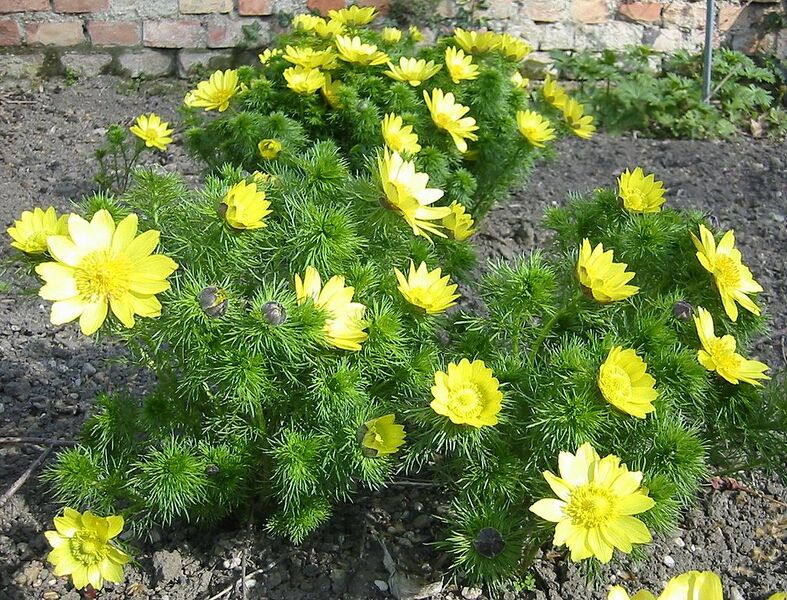 File:1008px-Adonis vernalis L 01HD.jpg