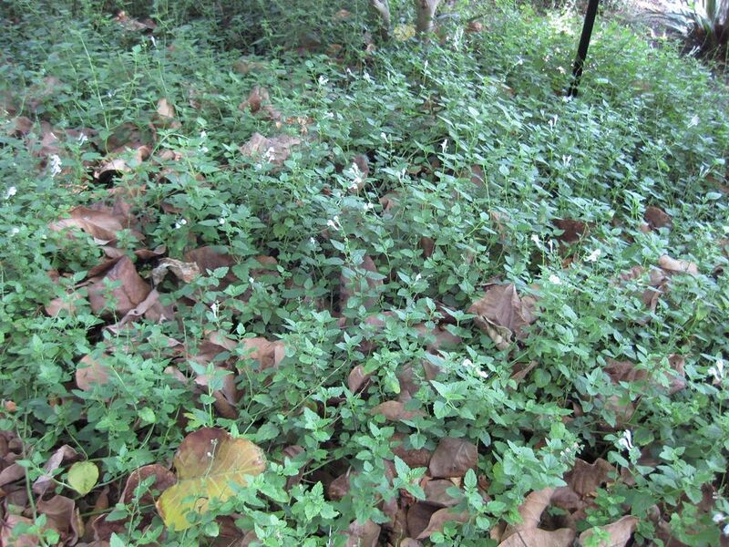 File:1024px-IMG 2010 hunt09oct.jpg