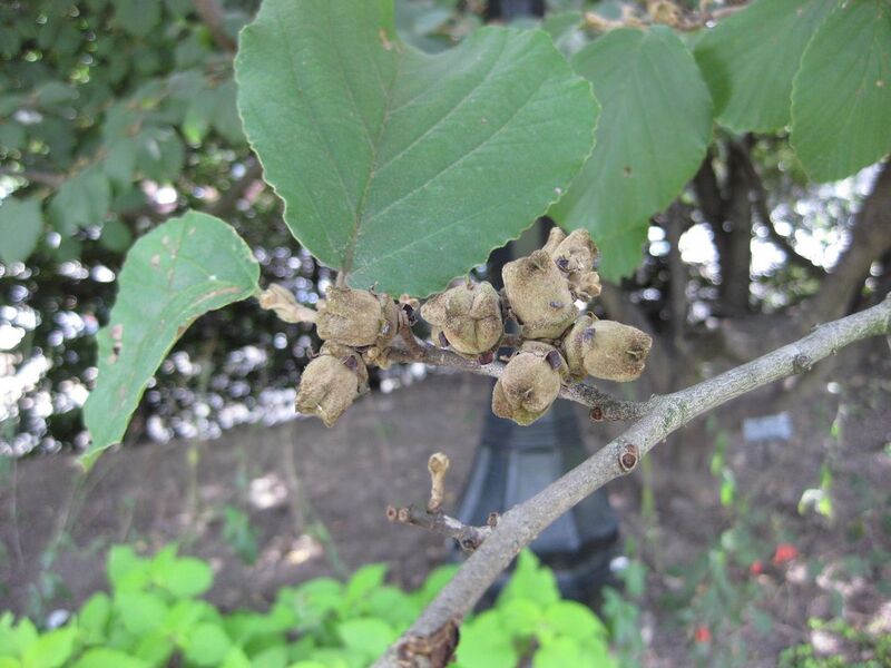 File:1280px-IMG 0638 bbg09.jpg