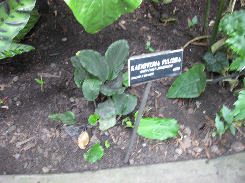 File:1280px-IMG 1065 bbg09.jpg