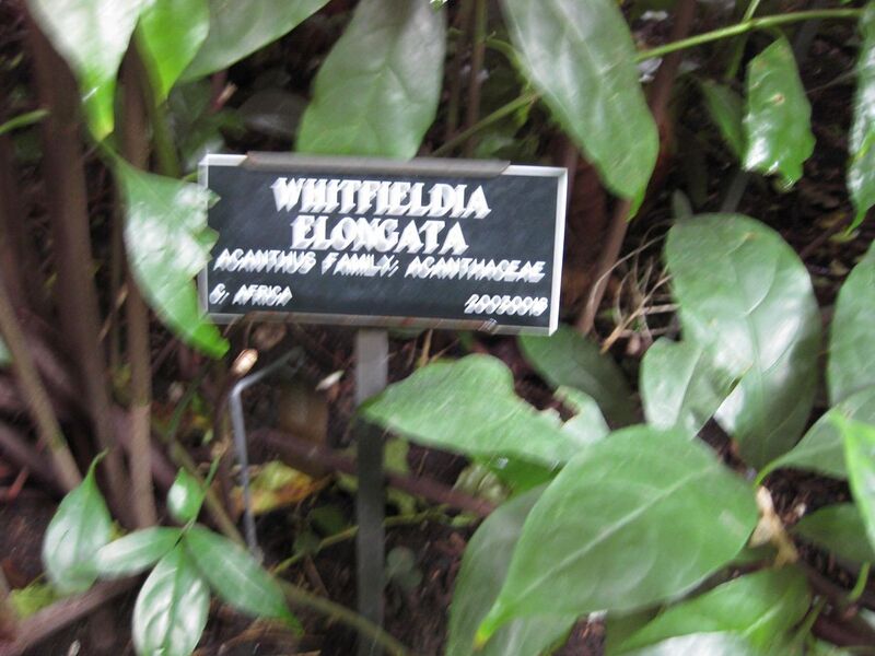 File:1280px-IMG 1169 bbg09.jpg