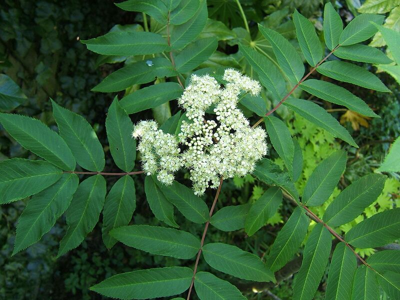File:1280px-Sorbus sargentiana1.jpg