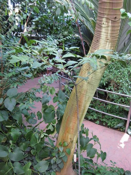 File:576px-IMG 1730 hunt09oct.jpg