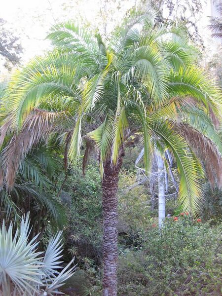 File:576px-IMG 2709 ucla09.jpg