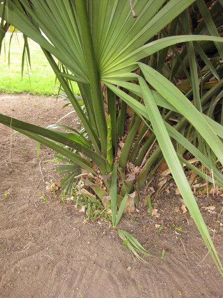 File:576px-IMG 3943 hunt0904.jpg