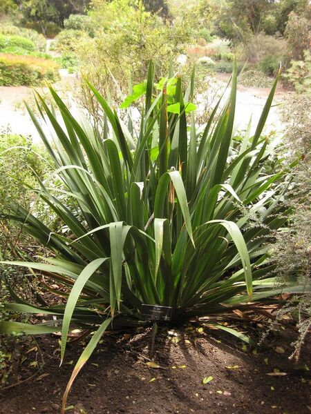 File:576px-IMG 7272 hunt09jun.jpg